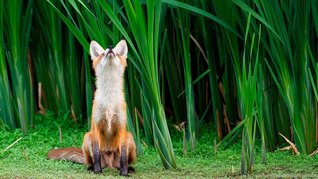 Cute Little Fox Wallpapers