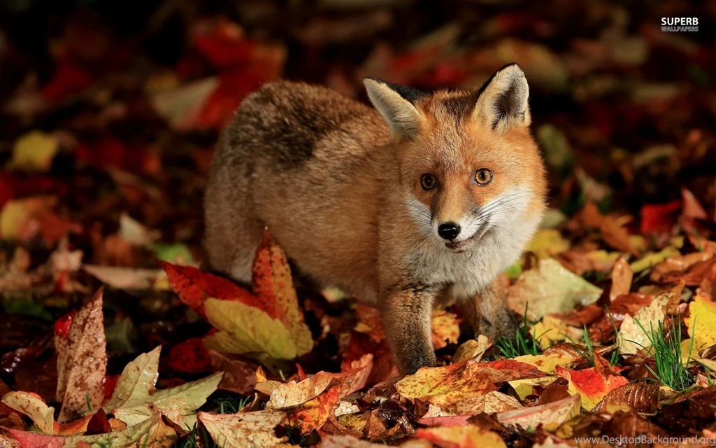 Fox Wallpapers
