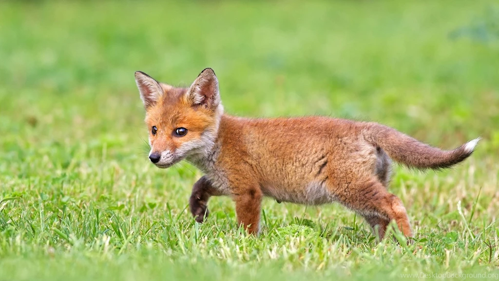 Cute Wallpapers