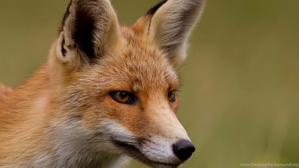 Animals Cute Fox Full Hd 1080p Backgrounds ~ Animals For High ...