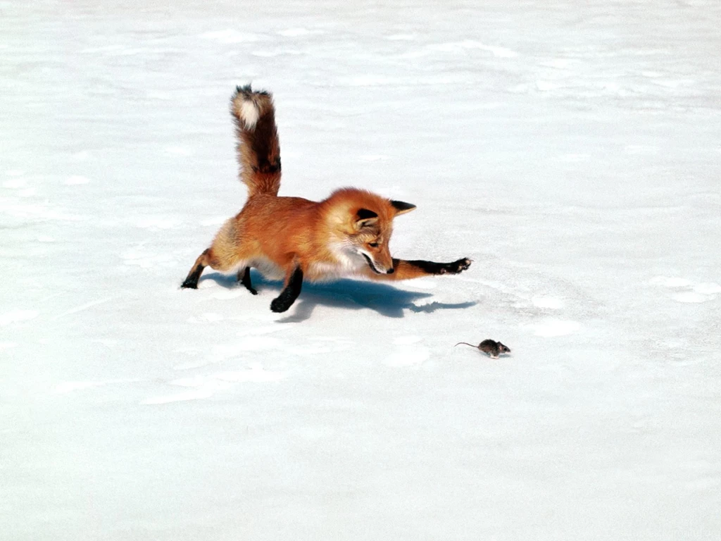 452 Fox HD Wallpapers