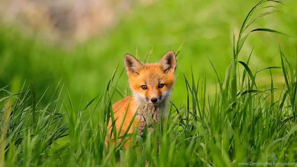HD Cute Baby Fox Computer Wallpapers HD 1080p Full Size ...