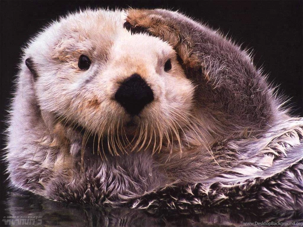 More Beautiful Sea Otter Wallpapers