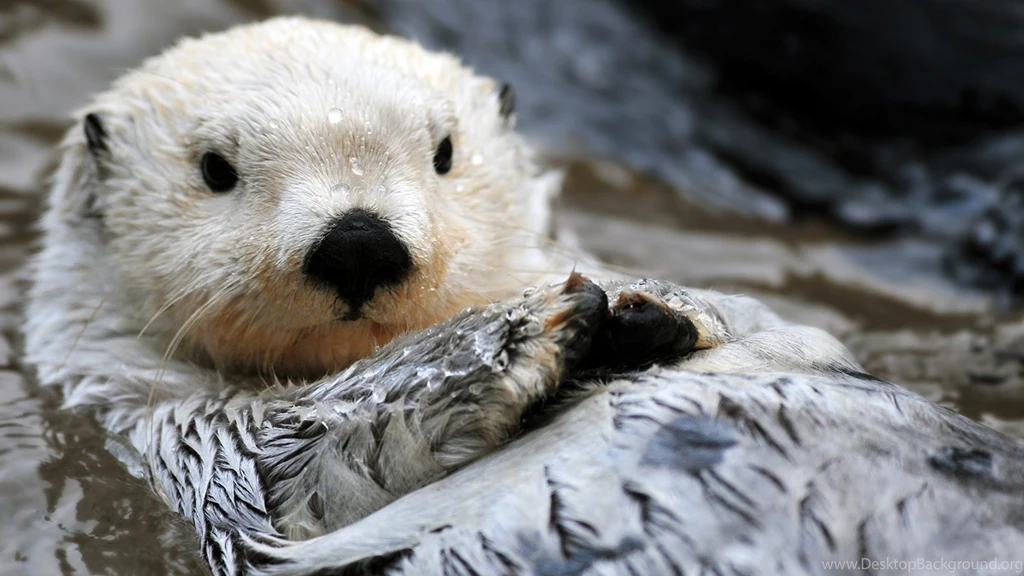 Sea Otter Animal Profile, Pictures, Facts, Range Map