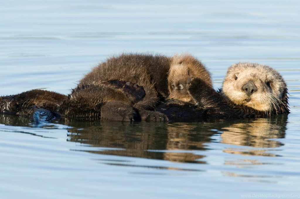 Cute Animals Otters time For Sleep