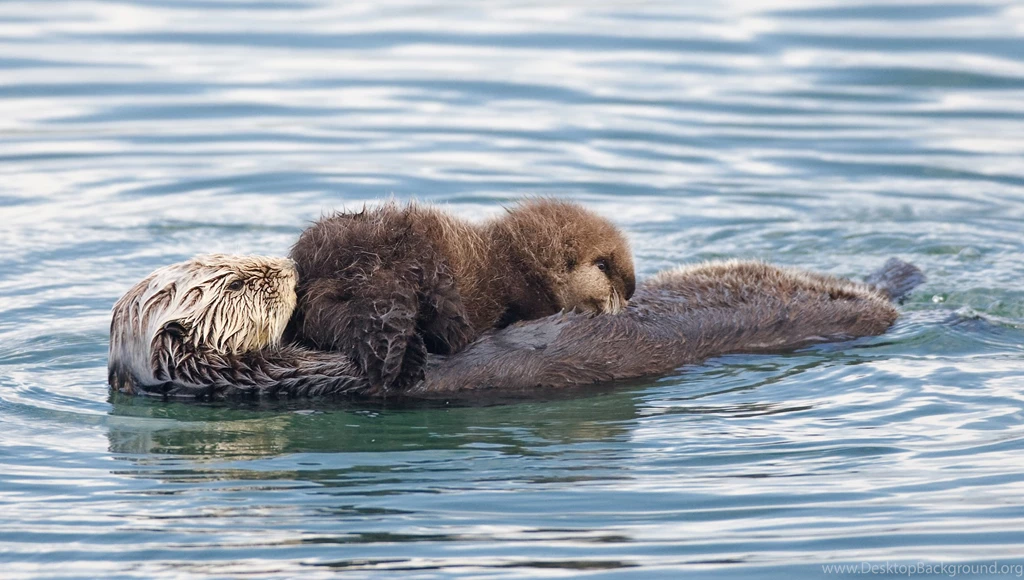 File:Sea Otter Nursing02.jpg Wikipedia, The Free Encyclopedia