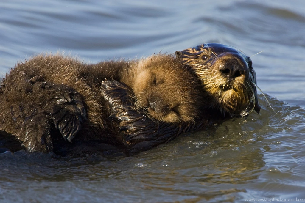 HD Sea Otter Wallpapers