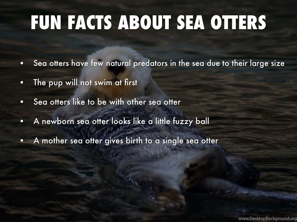 Sea Otters By Stephine Larsen