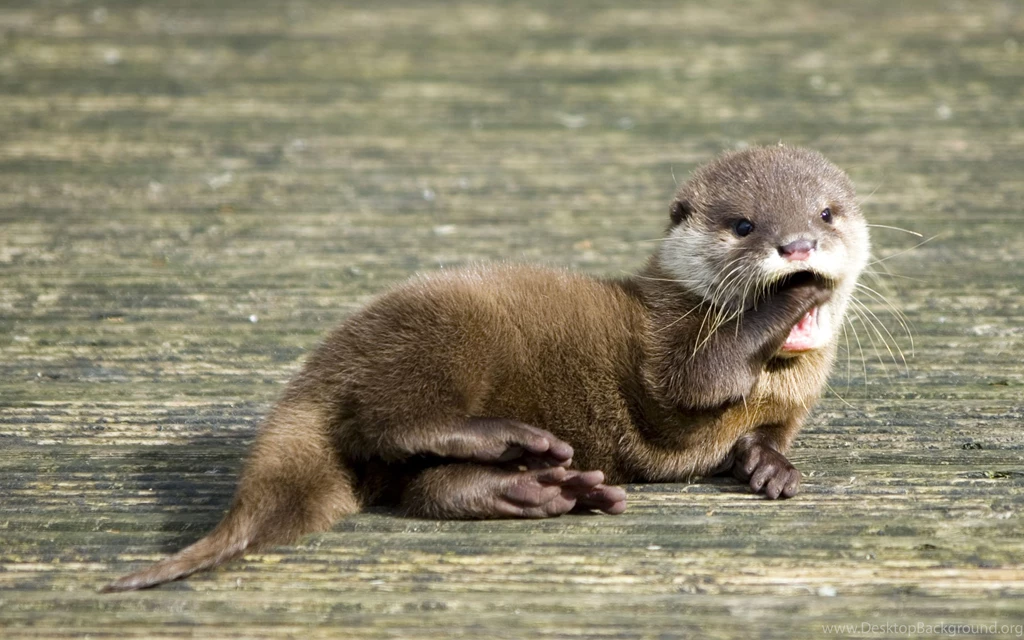 Cute Sea Otter Wallpaper Desktop Background