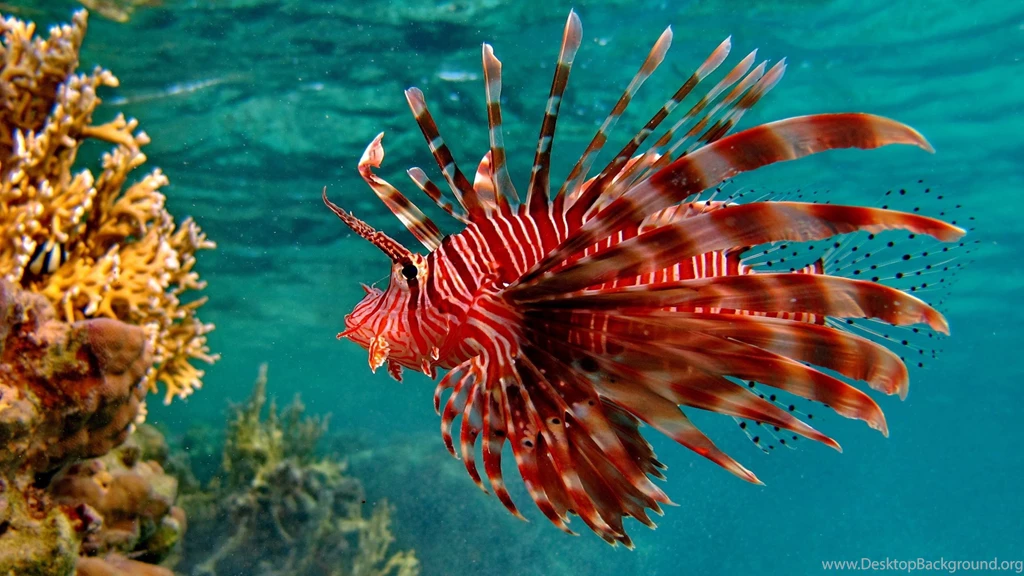 Download Wallpapers 3840x2160 Fish, Underwater, Swimming, Unusual ...