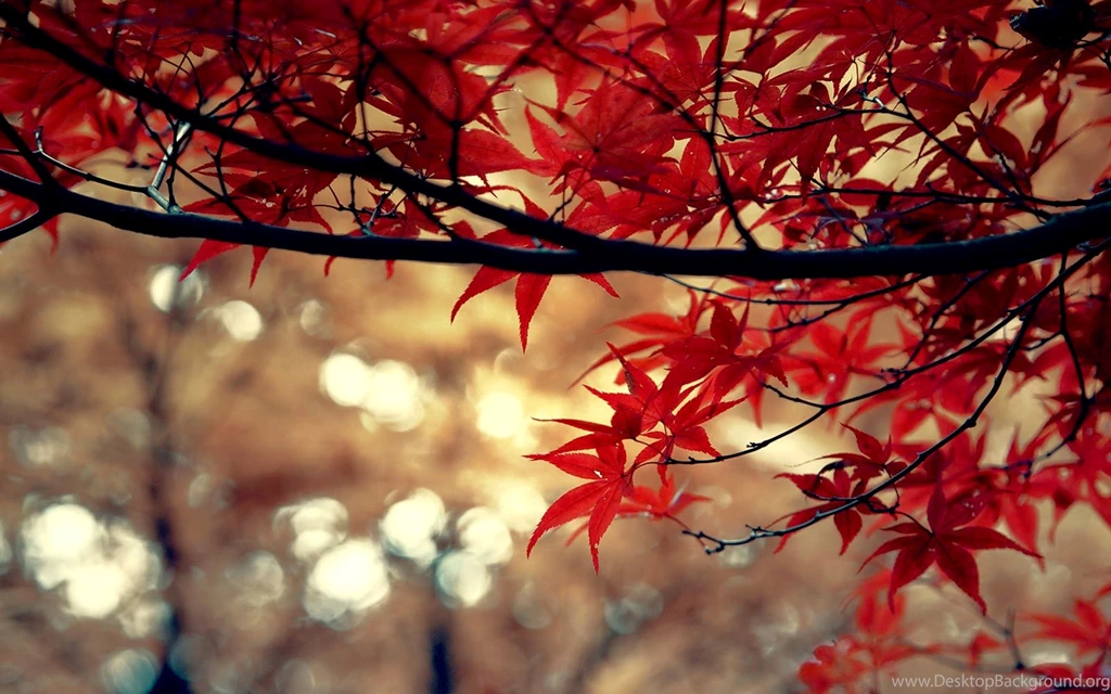 Paranoia 6561: Elementary OS Freya Wallpapers Red Wine Full HD & 4K