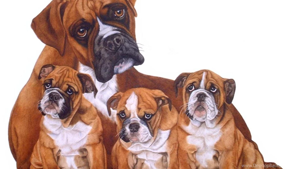 Boxer Dog Desktop Wallpapers