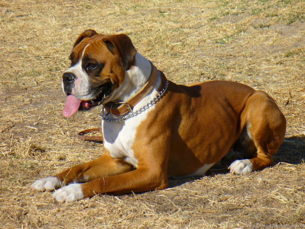Boxer HD Dogs Wallpapers