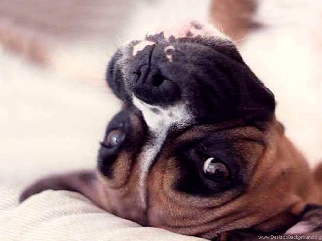 Boxer