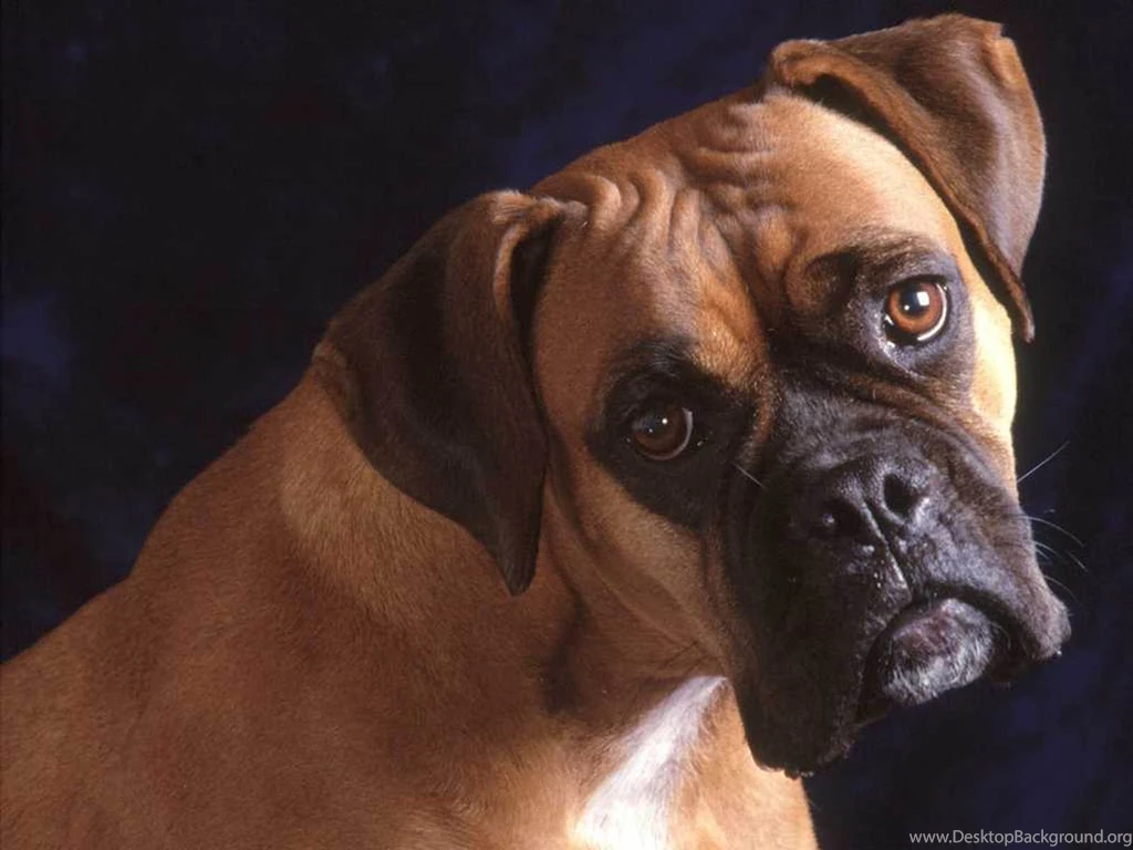 Wallpapers: Boxer Dog Wallpapers
