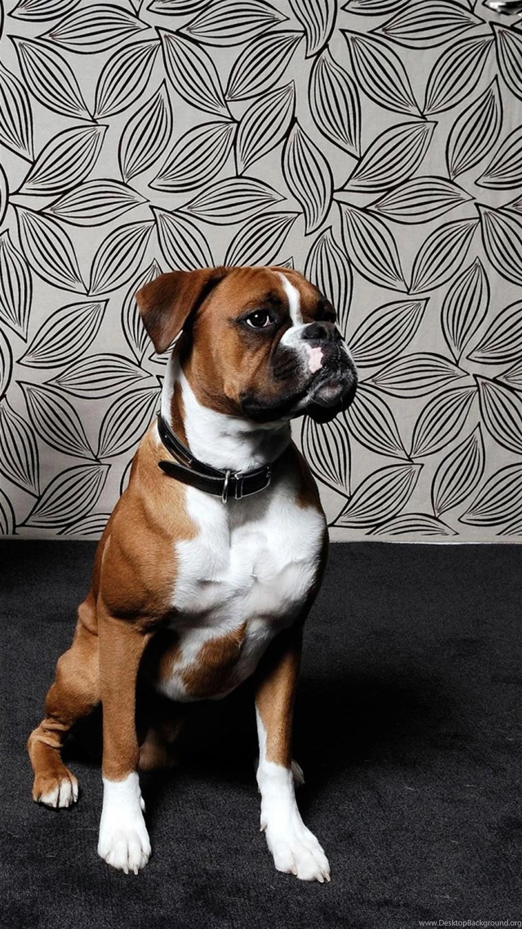 Related Pictures Animals Dogs Boxer Dog Hd Wallpapers PetPictures