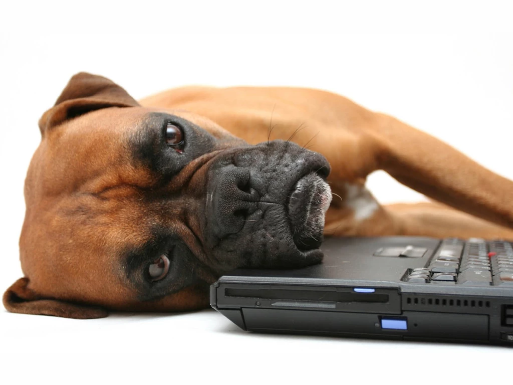 Wallpapers: Boxer Dog Wallpapers