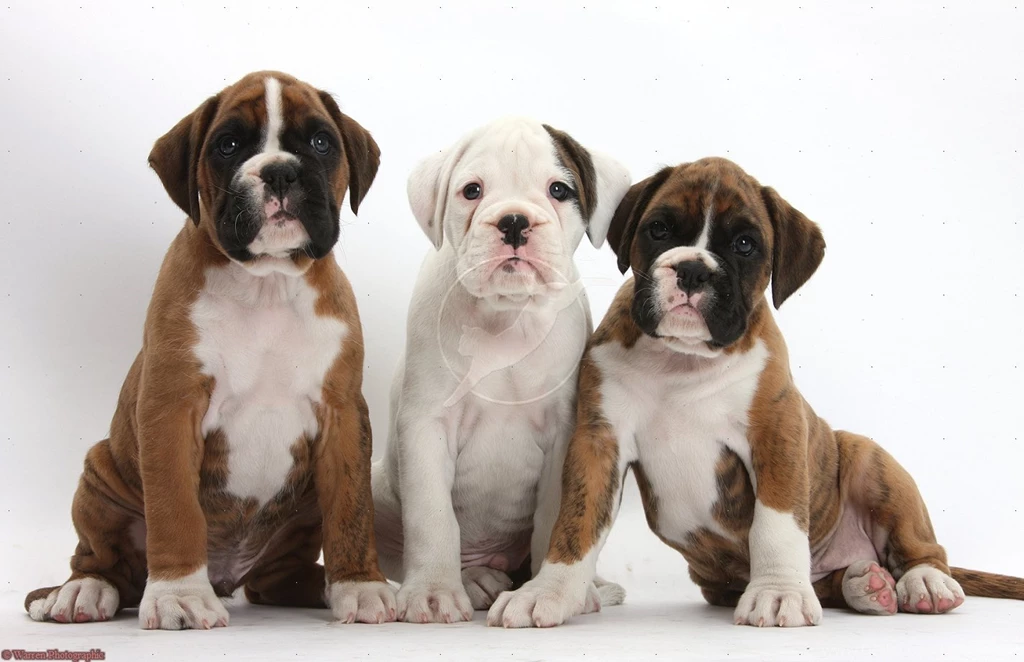 17 Related Images Of Boxer Dog Wallpapers Desktop Baby Boxer ...