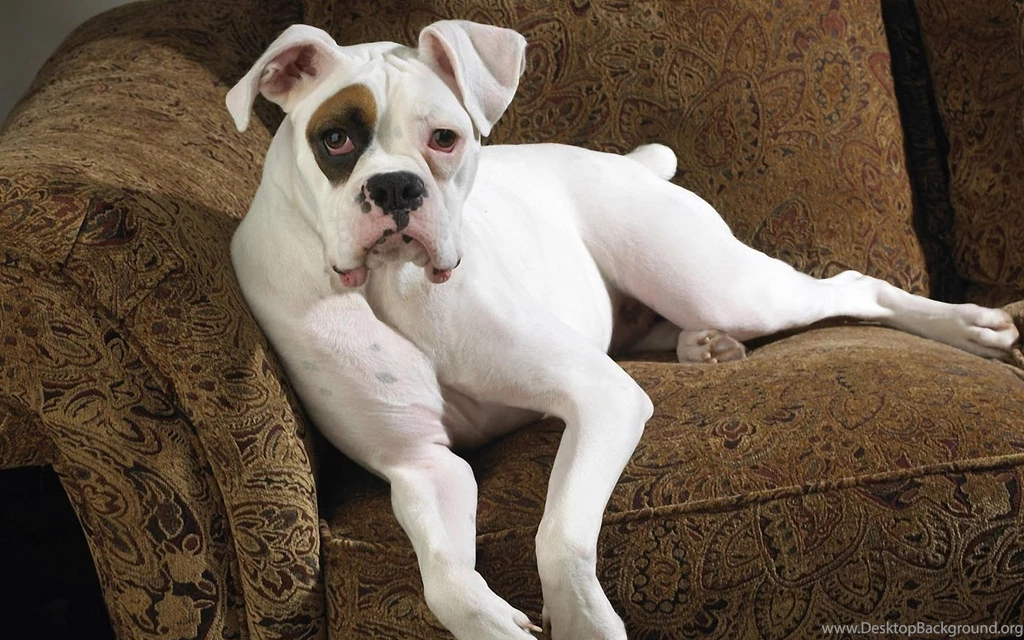 White Boxer Dog Funny Wallpapers Hd Dogs Hd White Boxer Boxer ...