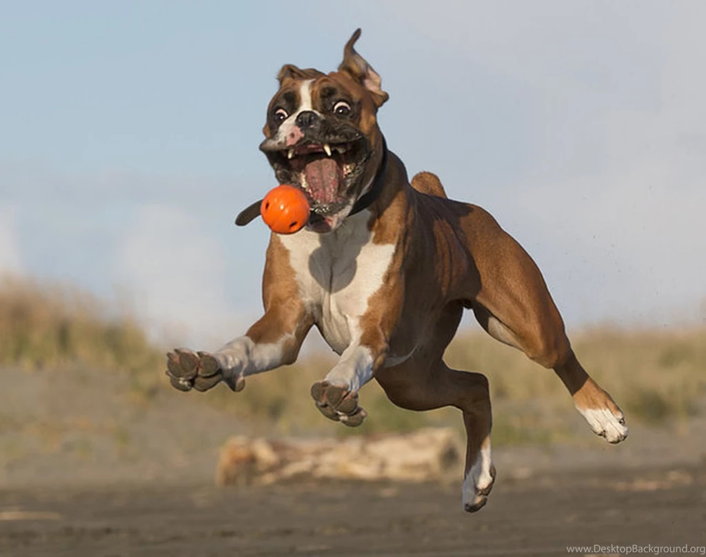 Funny, Boxer, Dog, High, Resolution, Wallpaper, Download, Dog ...