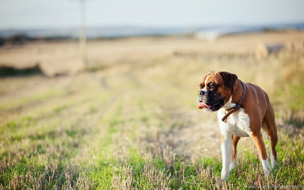 Boxer Dog Wallpapers Full HD Wallpapers Search