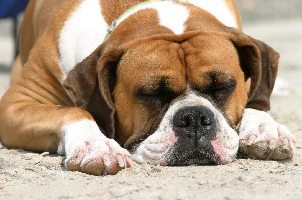 Wallpapers Cool Boxer World Most Popular Dog Breeds 1024x680 ...