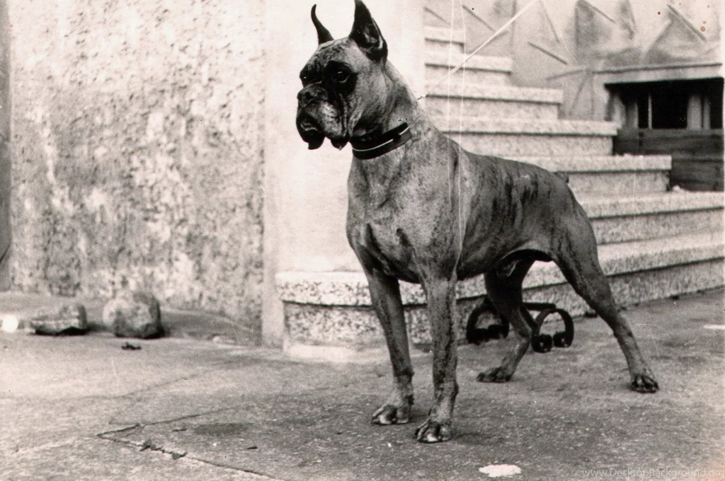 Boxer Dog Wallpapers HD