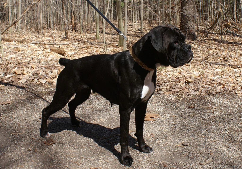 Black, Boxer, Dog, Top, Hd, Wide, Desktop, Wallpapers, Free, Boxer ...