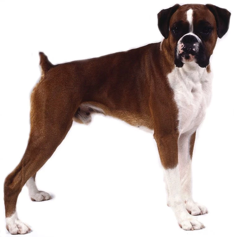 Boxer Dog Hd Images