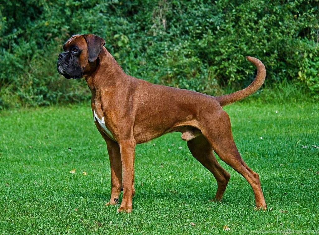 Dog Wallpapers