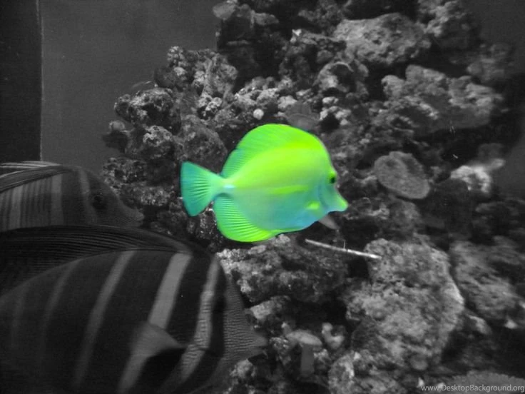 Black And White With Color Splash Wallpapers Google Search ...