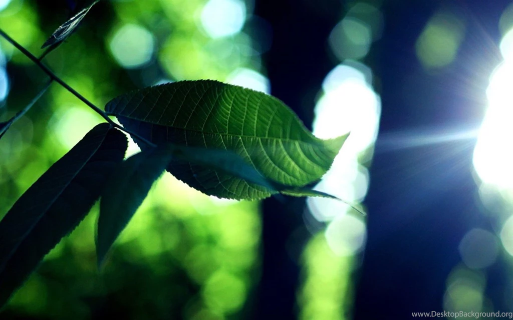 Plants Suitable For Mobile Phone Wallpapers Landsca - Landscape ...