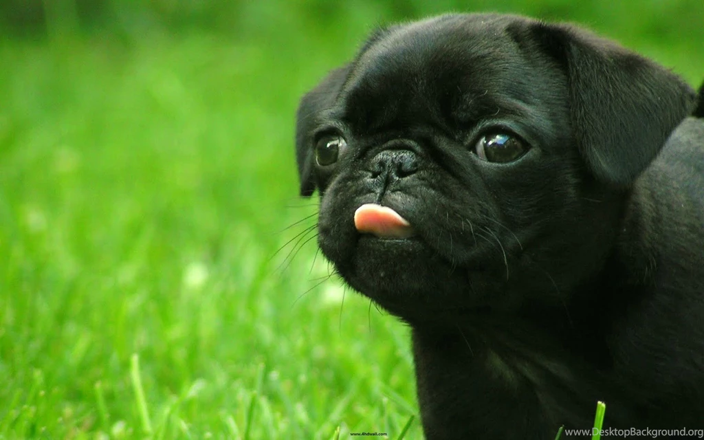 Dogs Wallpapers