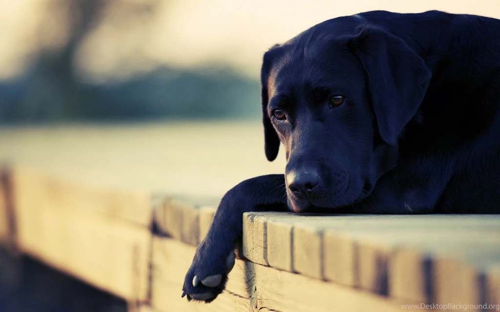 Black Dog Photo « Animal & Birds « HD Wallpapers