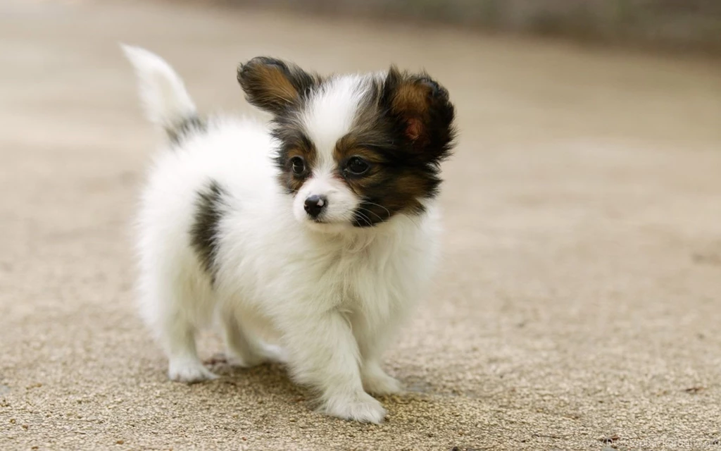 Dog Wallpapers