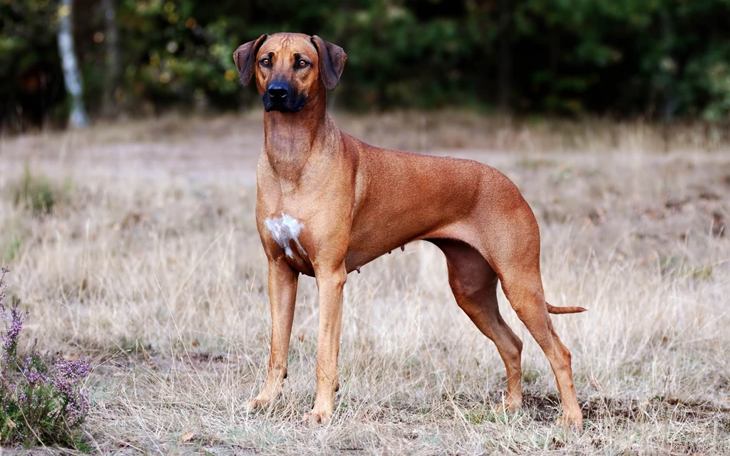Active HD Dogs Wallpapers