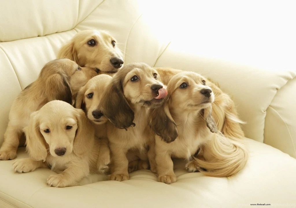 Dogs Hd Wallpapers Hd Dogs Wallpapers For Everyone PetPictures