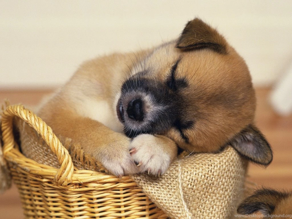 Pedigree Sleepy Puppy < Animals < Life < Desktop Wallpapers