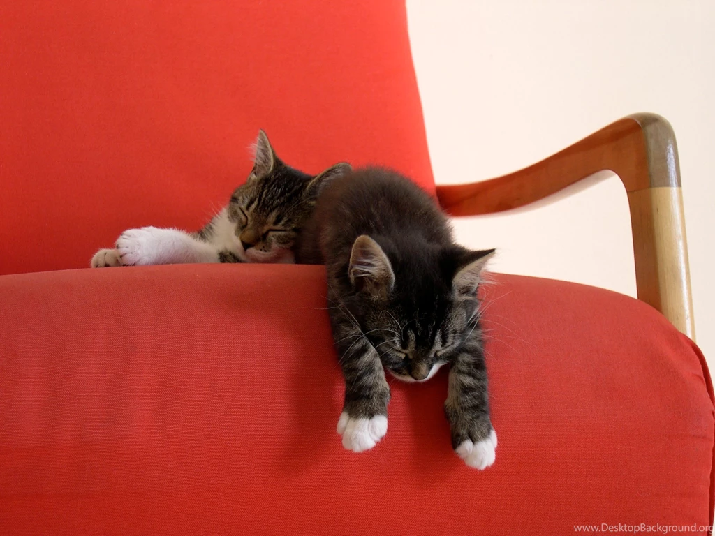 Two Sleepy Kittens Wallpapers