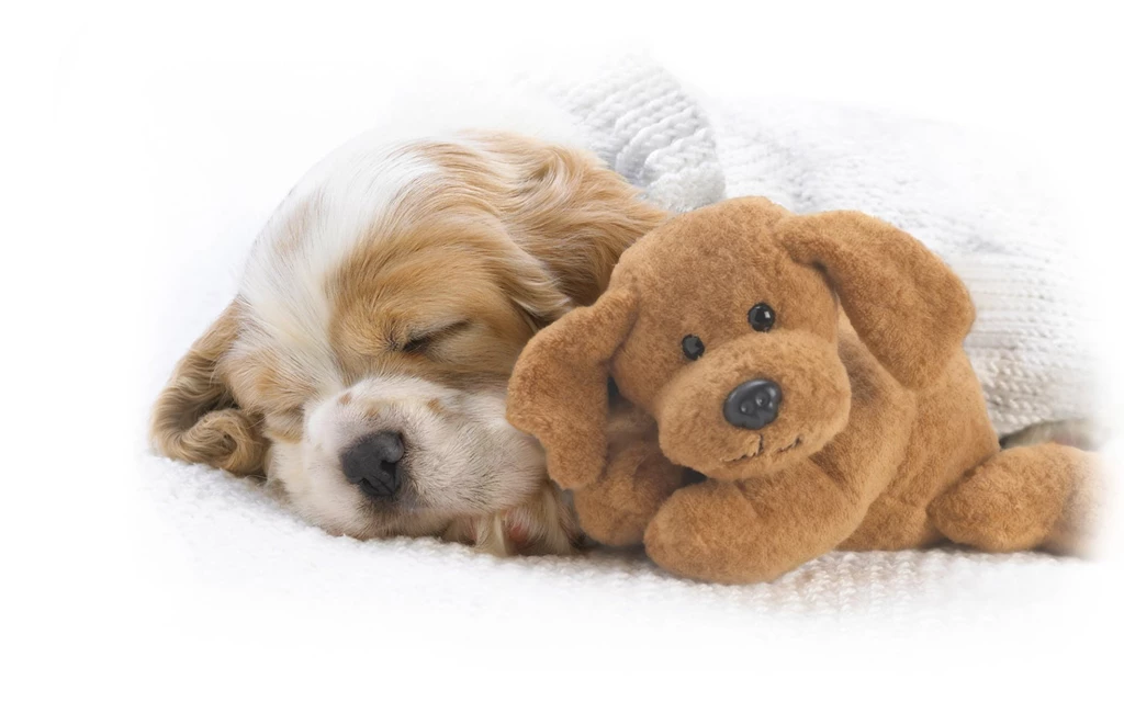 Wallpapers Wallpapers Animals Wallpapers Puppy Sleeping Cute ...