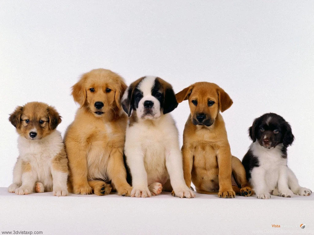 Dog Puppy Wallpapers Free Download