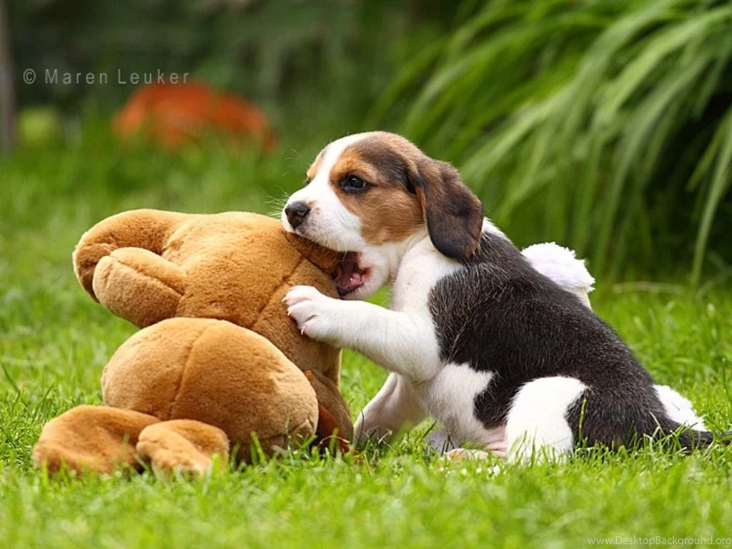 Download Free Beagle Puppies Wallpapers The Quotes Land