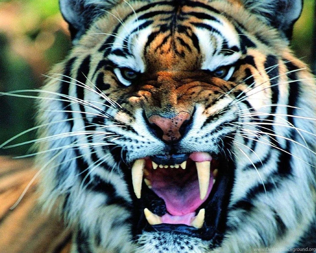 Tiger Wallpapers