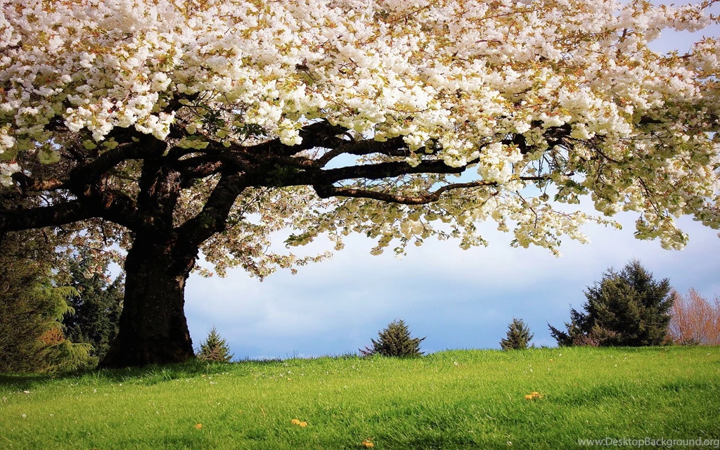 Wallpapers Spring