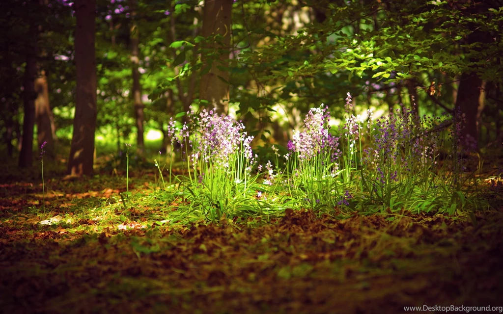 20+ Best HD Spring Forest Backgrounds Wallpapers