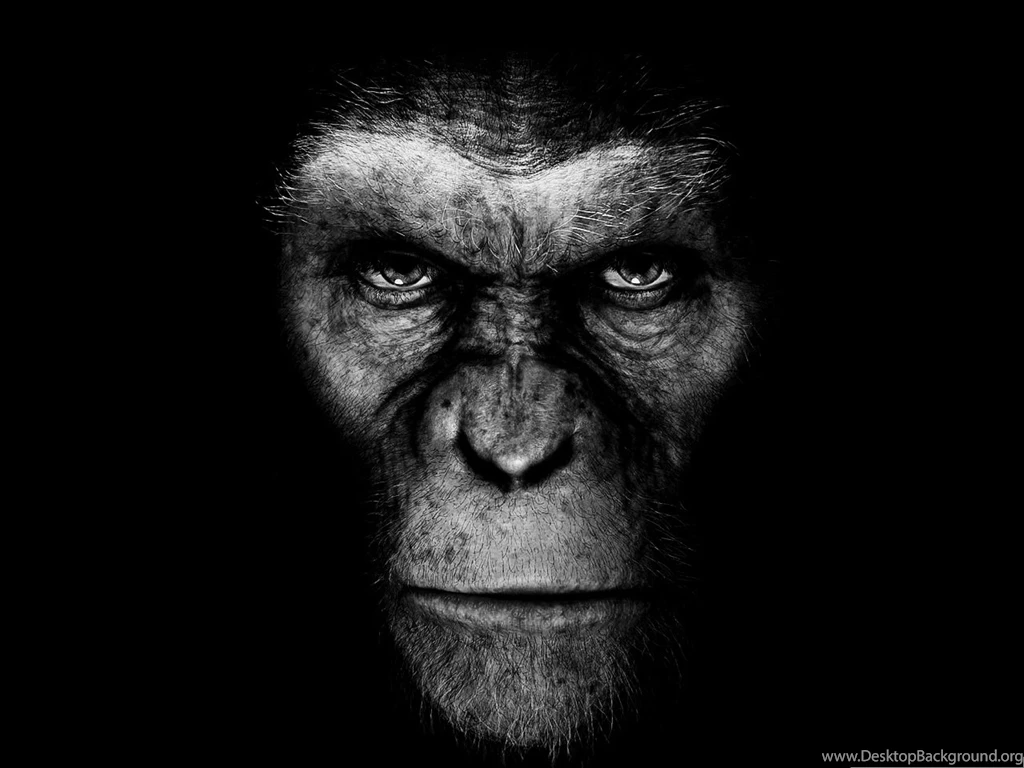 Wallpapers And Backgrounds, Rise Of The Planet Of The Apes ...
