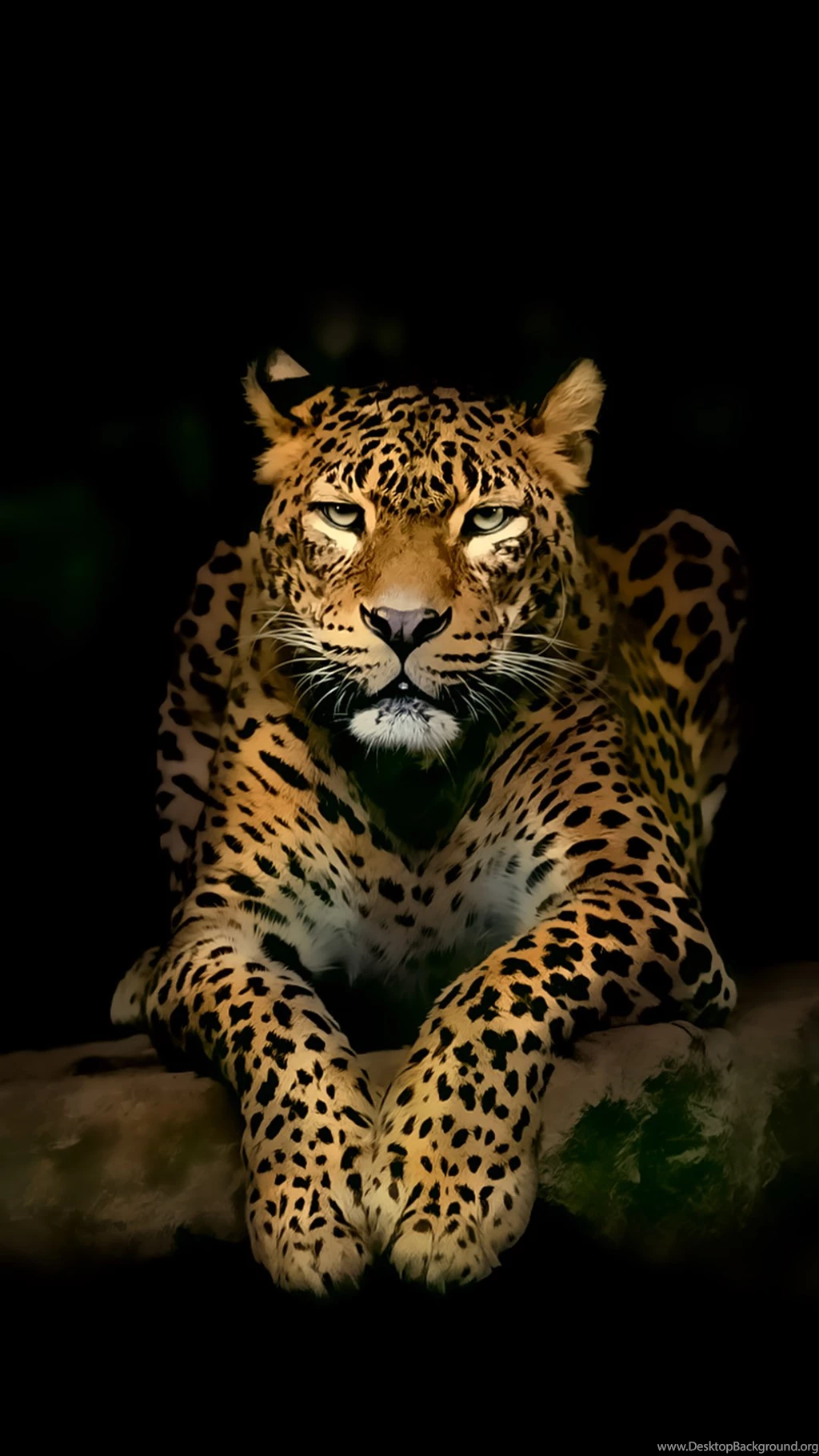 Serious Leopard 3D Spots Illustration Wild Animal Android ...