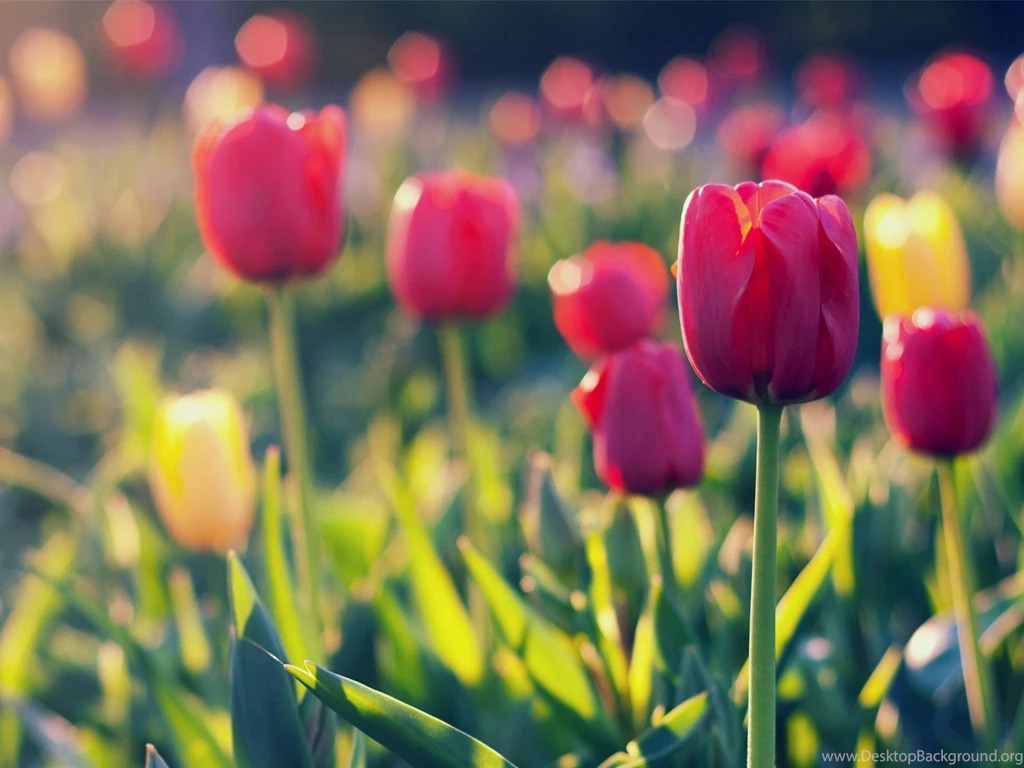 Summer Garden Tulip, Blurred Backgrounds Wallpapers