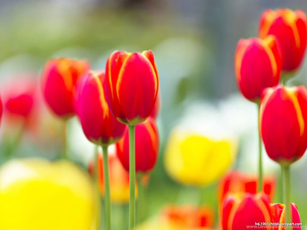 Red Tulip Backgrounds – HD Slide Backgrounds