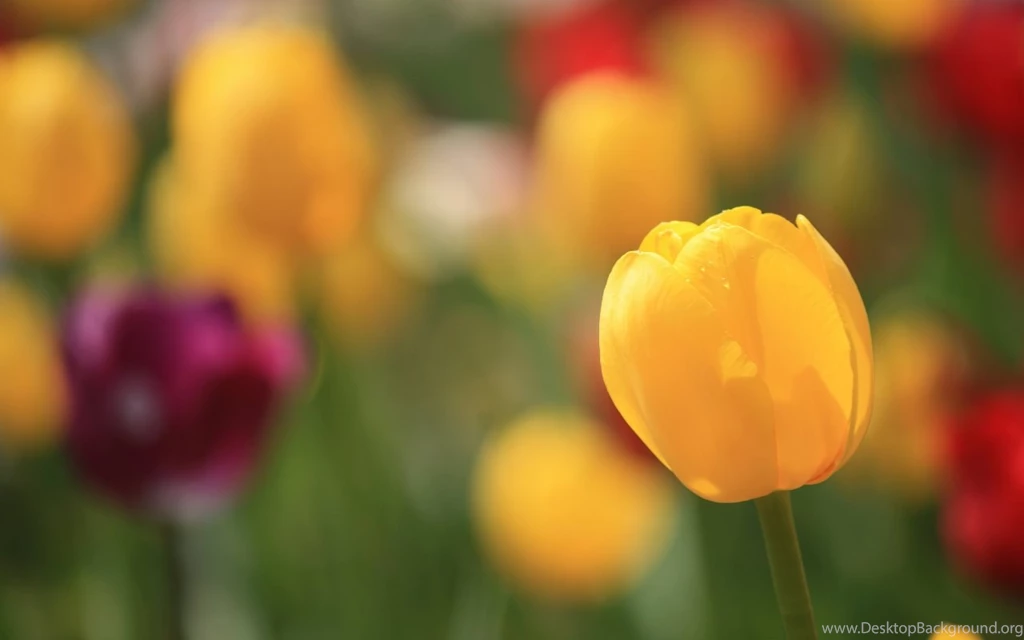 Tulip Bud Yellow Hd Wallpapers Cool Desktop Background Images ...